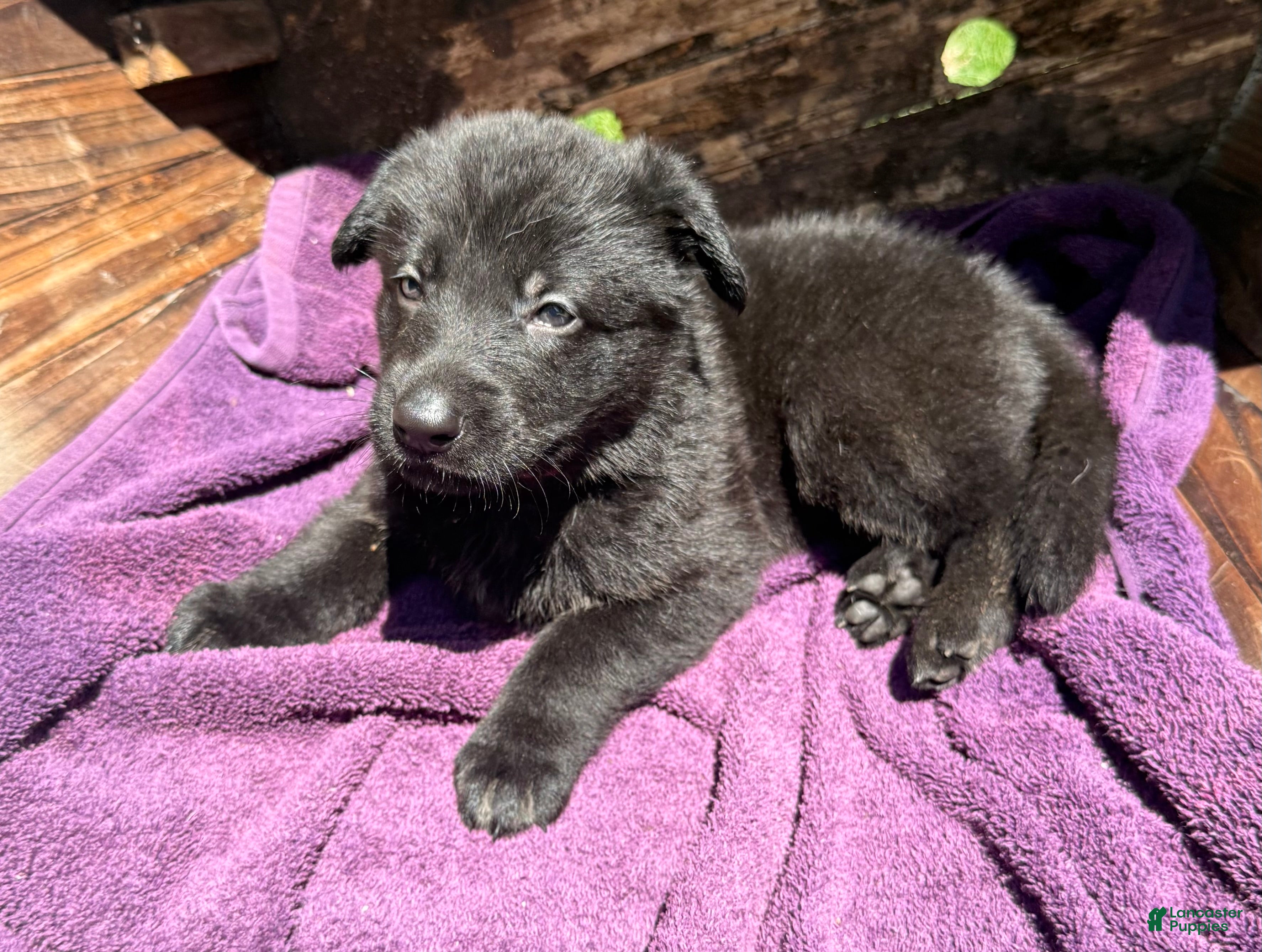 German Shepherd dogs Gwen - Ad 1