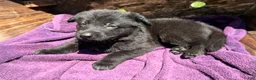 German Shepherd dogs for sale: Gwen - Ad 1