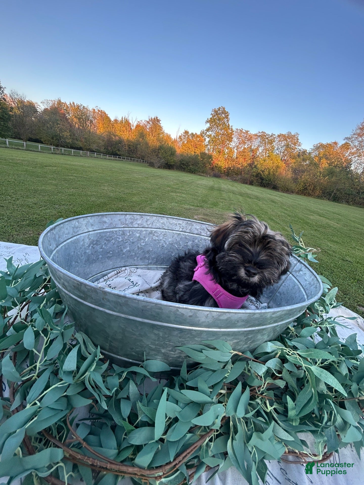 Mixed breed (Mixed breed, Female) in Middletown, IN