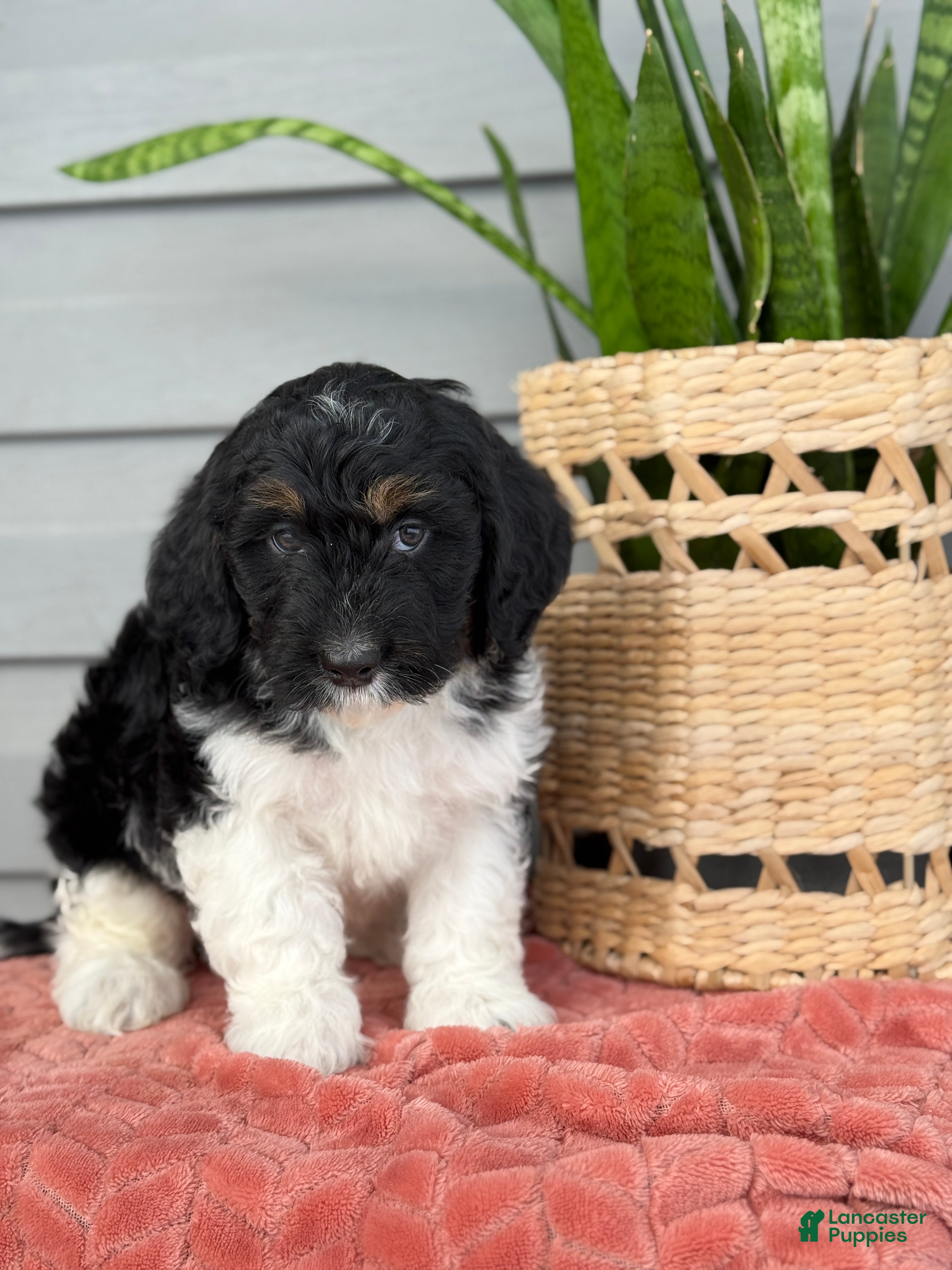 Mini Bernedoodle dogs Fudge - Ad 34