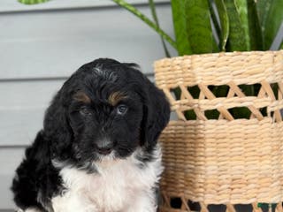 Mini Bernedoodle dogs Fudge - Ad 25