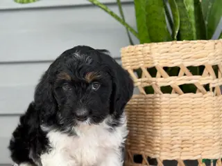 Mini Bernedoodle dogs Fudge - Ad 22