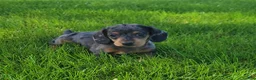 Miniature Dachshund dogs for sale: Trigger  - Ad 5