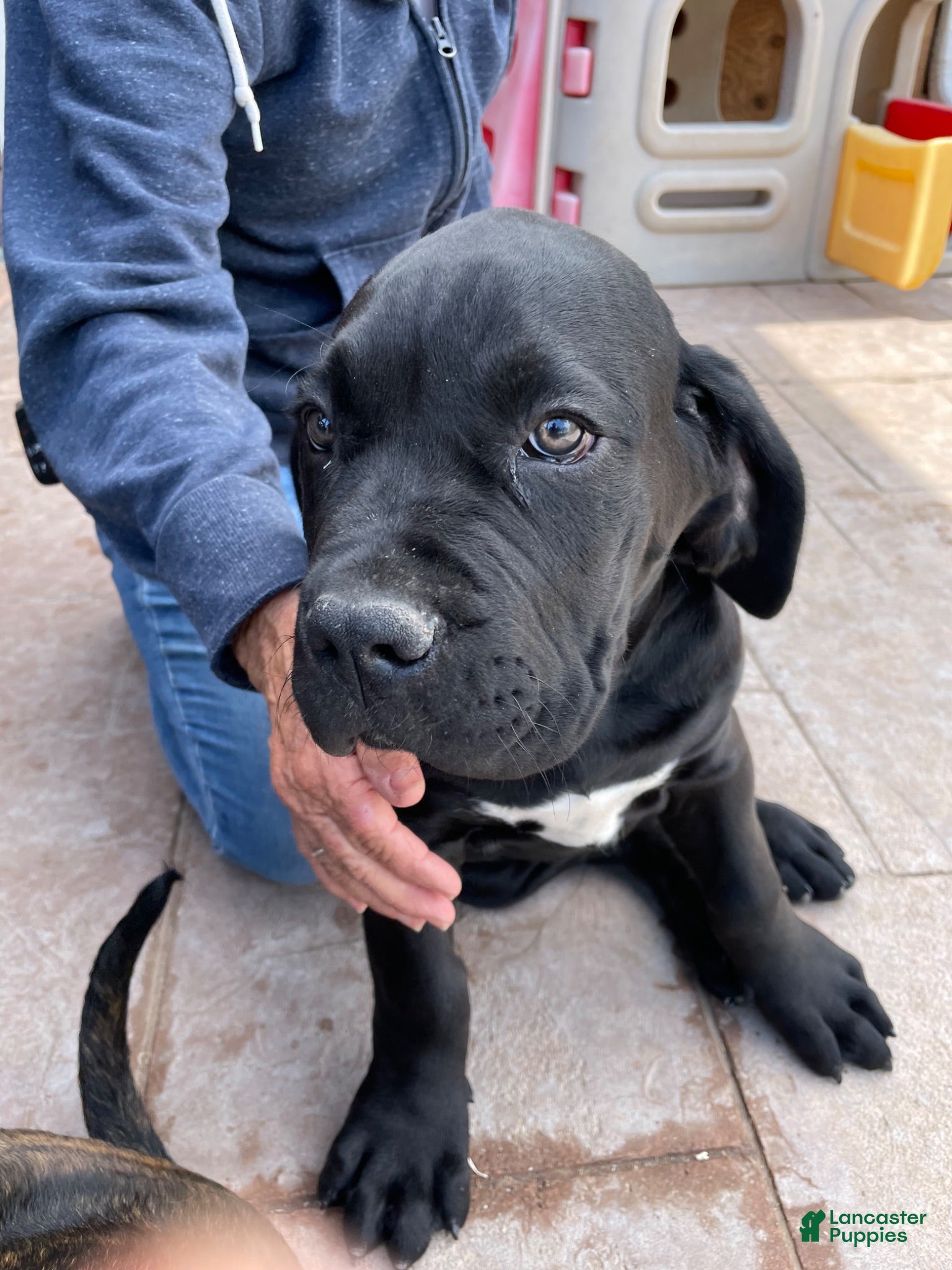 Cane Corso dogs Cane Corso 1 - Ad 1
