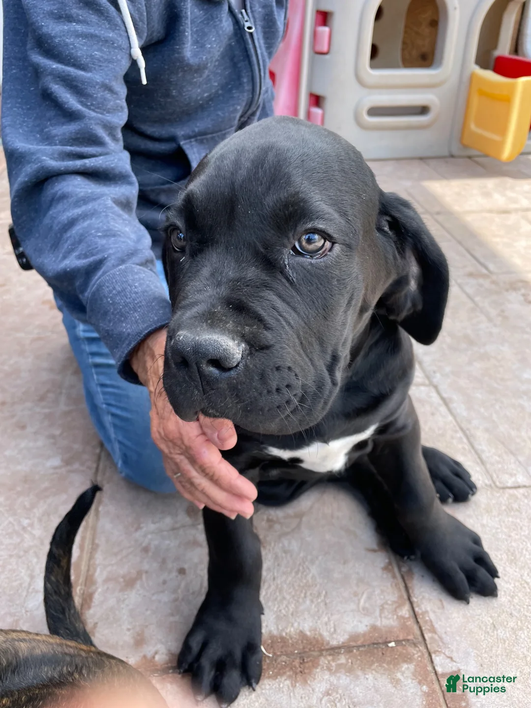 Cane Corso dogs for sale: Cane Corso 1 - Ad 1