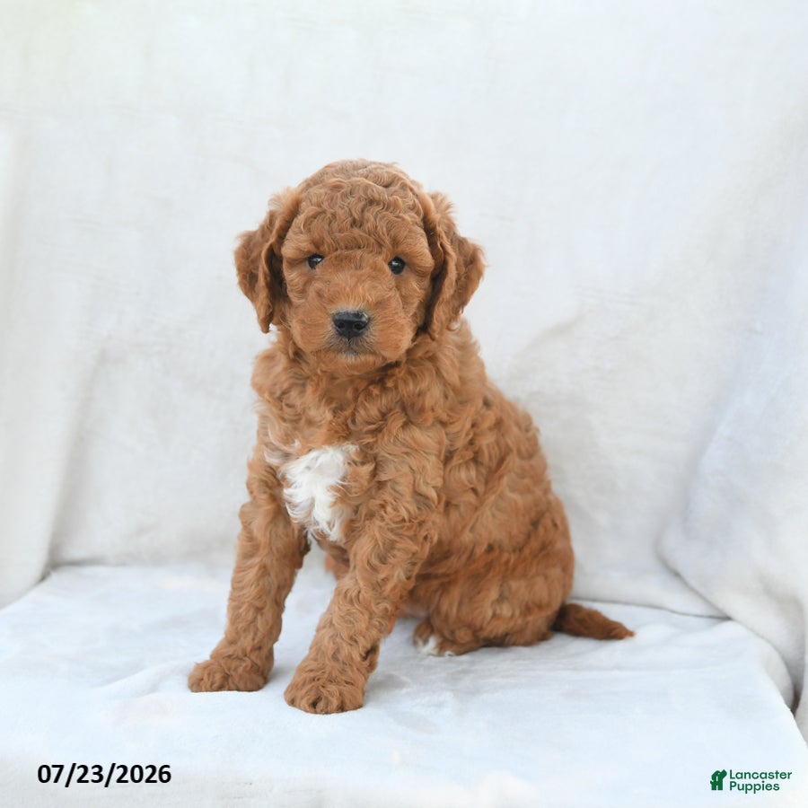 Mini Goldendoodle dogs Penny - Ad 1
