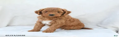 Penny