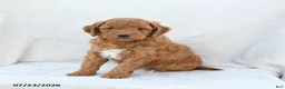 Mini Goldendoodle dogs for sale: Penny - Ad 1
