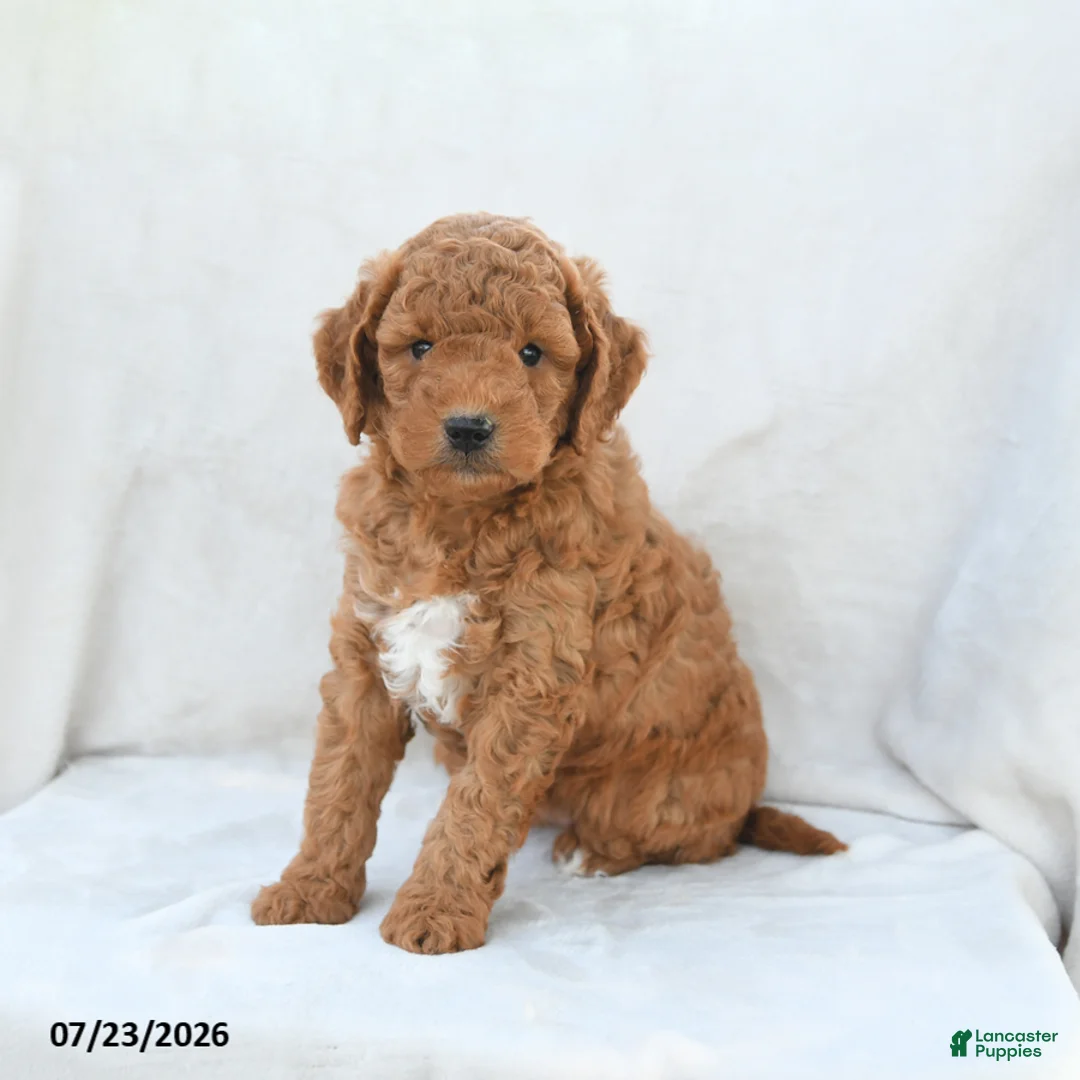 Mini Goldendoodle dogs for sale: Penny - Ad 1