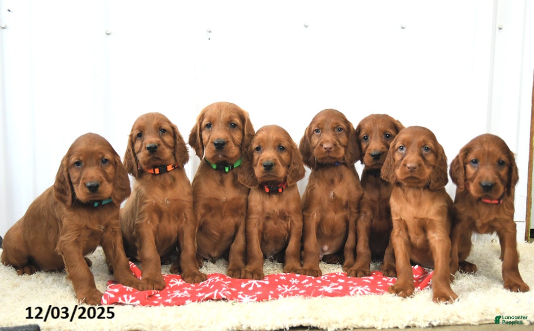 Irish Setter dogs for sale: Bella   - Ad 5