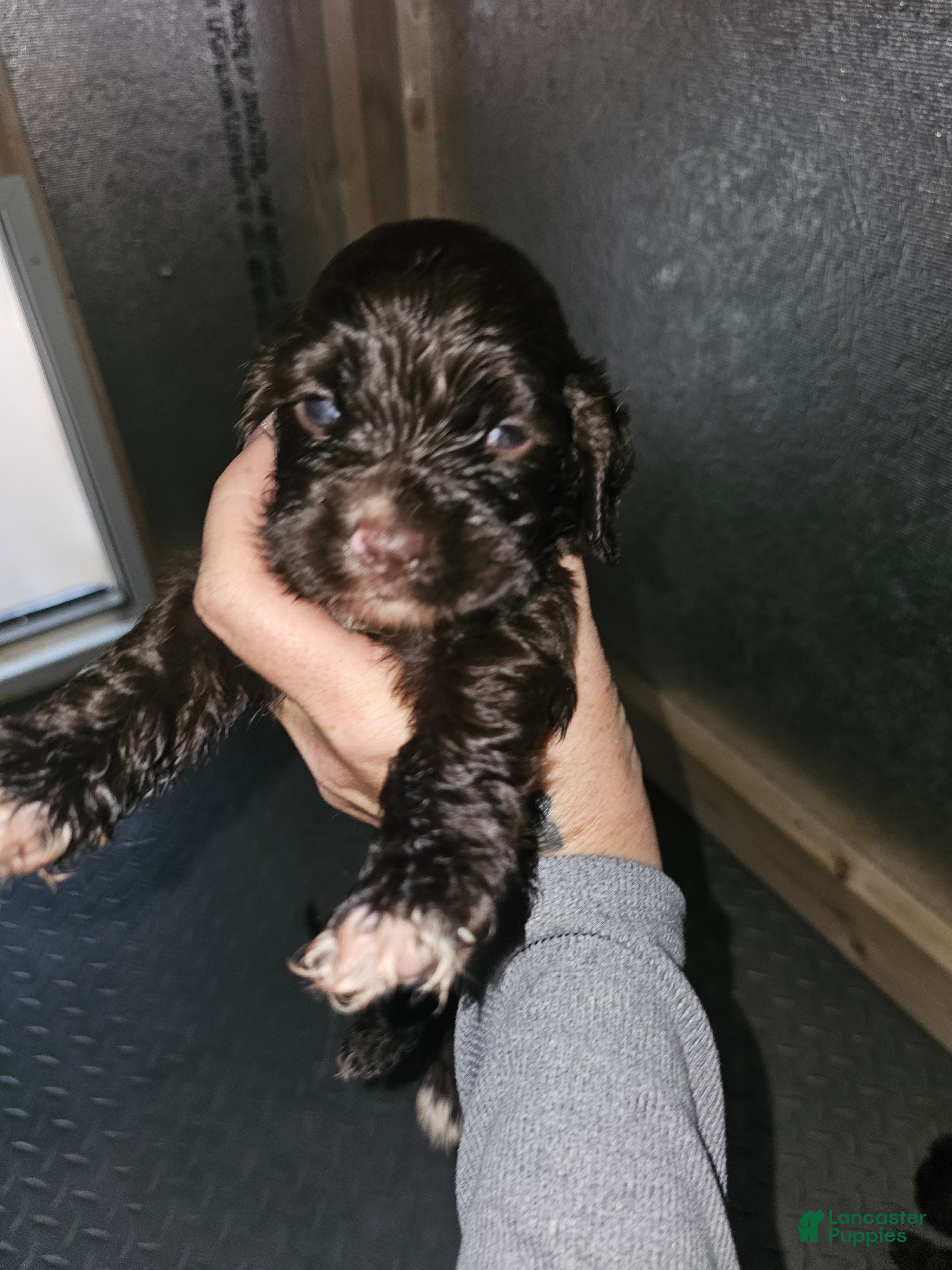 Cocker Spaniel dogs Cocker Spaniel 3 - Ad 33