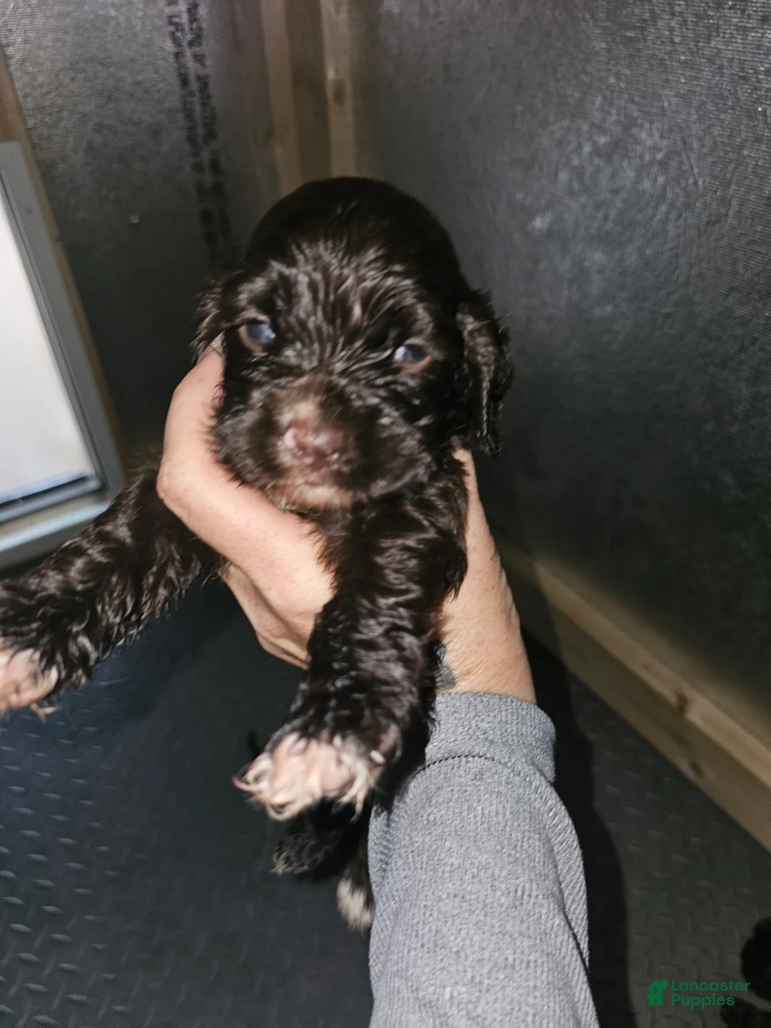 Cocker Spaniel dogs for sale: Cocker Spaniel 3 - Ad 1