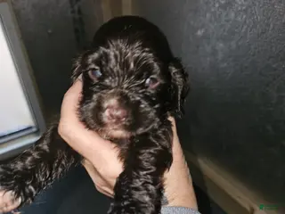 Cocker Spaniel dogs Cocker Spaniel 3 - Ad 33