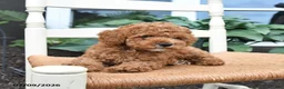 Toy Poodle dogs for sale: Nugget - Ad 2