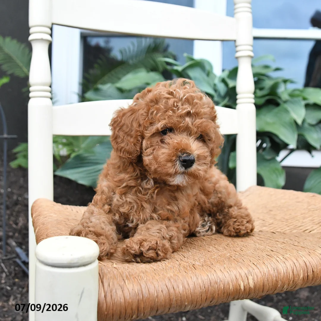 Toy Poodle dogs for sale: Nugget - Ad 2