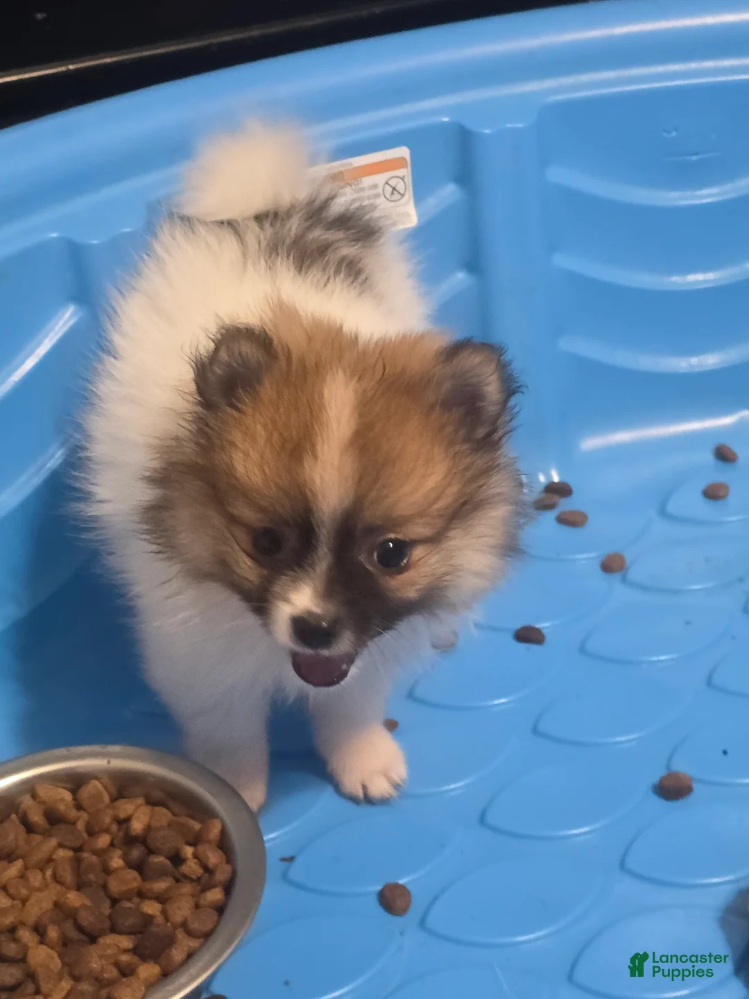 Pomeranian dogs for sale: Pomeranian Puppy 3 - Ad 1