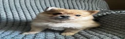Pomeranian dogs for sale: Violet  - Ad 5