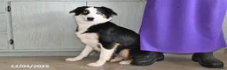 Australian Shepherd dogs for sale: Flossie - Ad 6