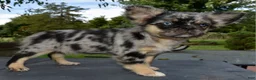 Mixed Breed dogs for sale: Ruby blue eyes merle - Ad 9