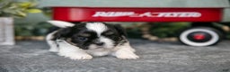 Shih Tzu dogs for sale: Tina - Ad 2