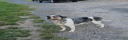Mixed Breed dogs for sale: Mini Blue Bulldog - Ad 6