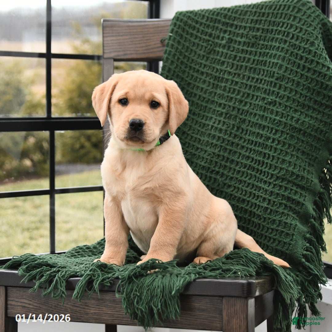 Labrador Retriever dogs for sale: London - Ad 1