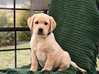 Labrador Retriever dogs London - Ad 2