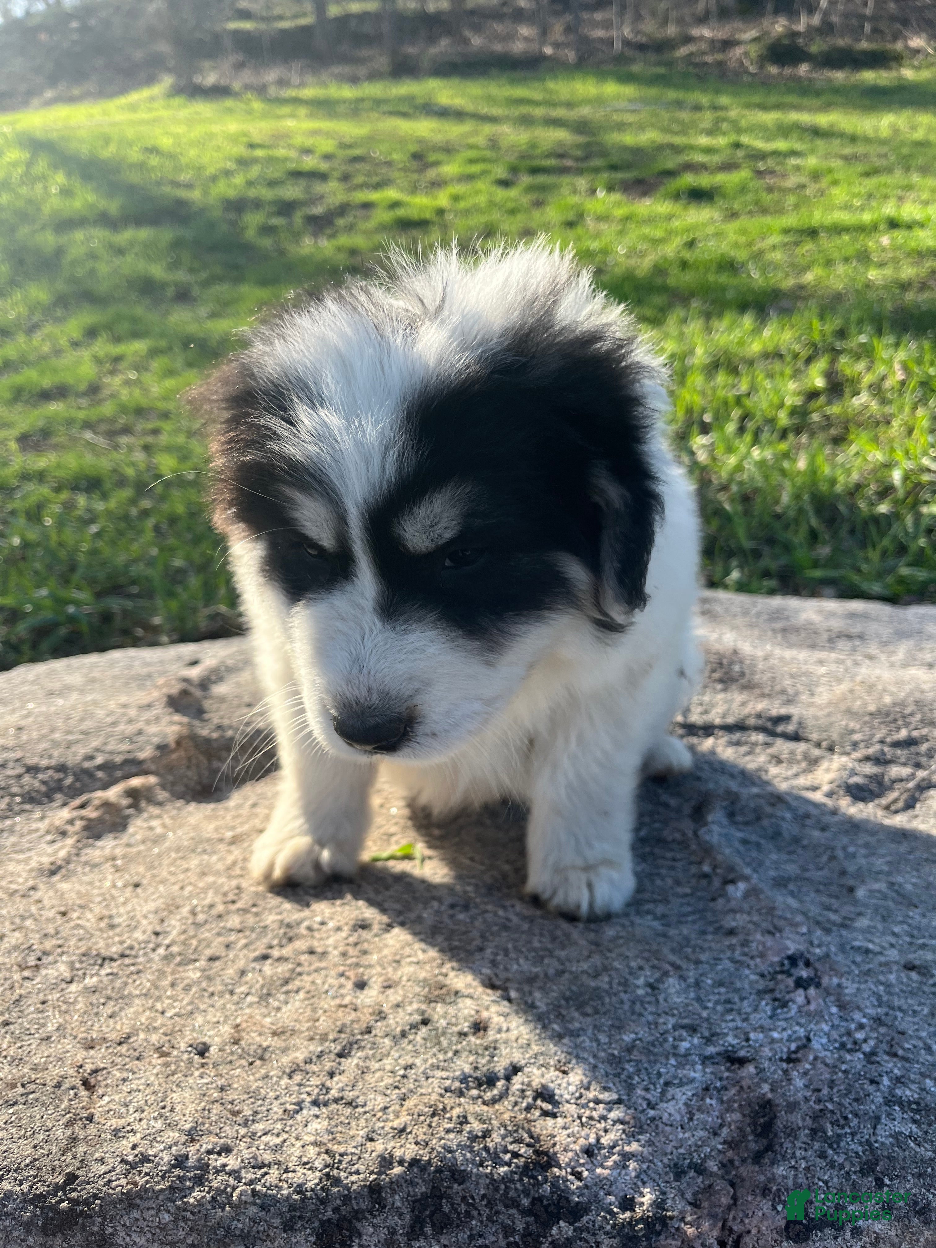Great Pyrenees dogs Lucky - Ad 21