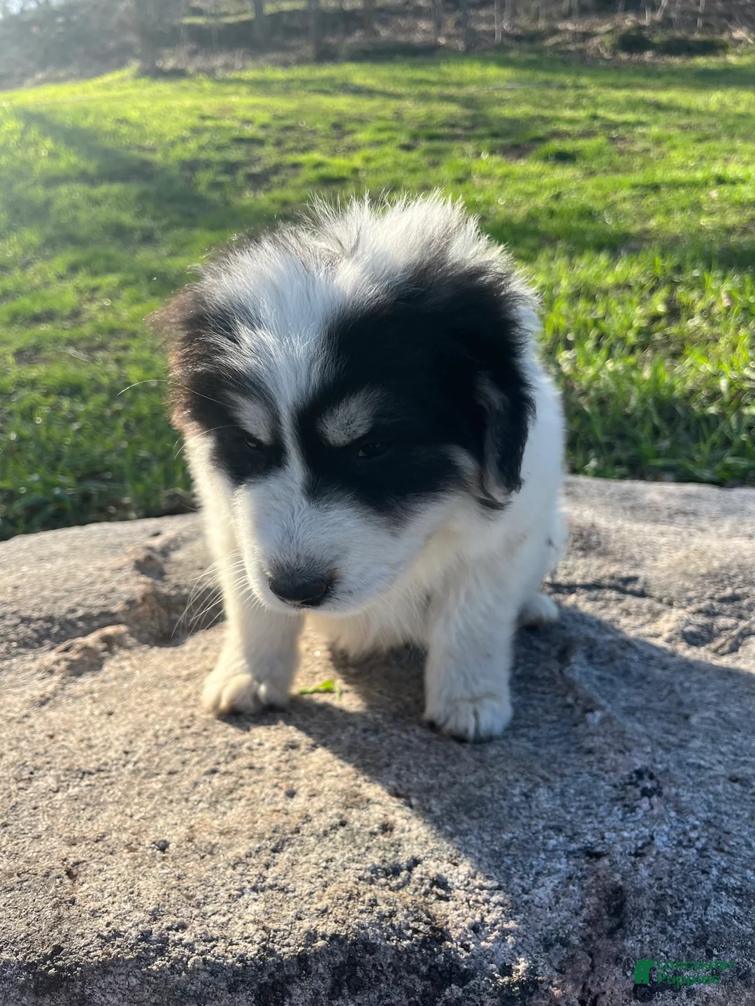Great Pyrenees dogs for sale: Lucky - Ad 1