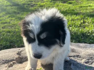 Great Pyrenees dogs Lucky - Ad 21