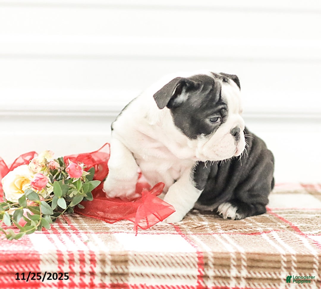 English Bulldog dogs for sale: Rose - Ad 8