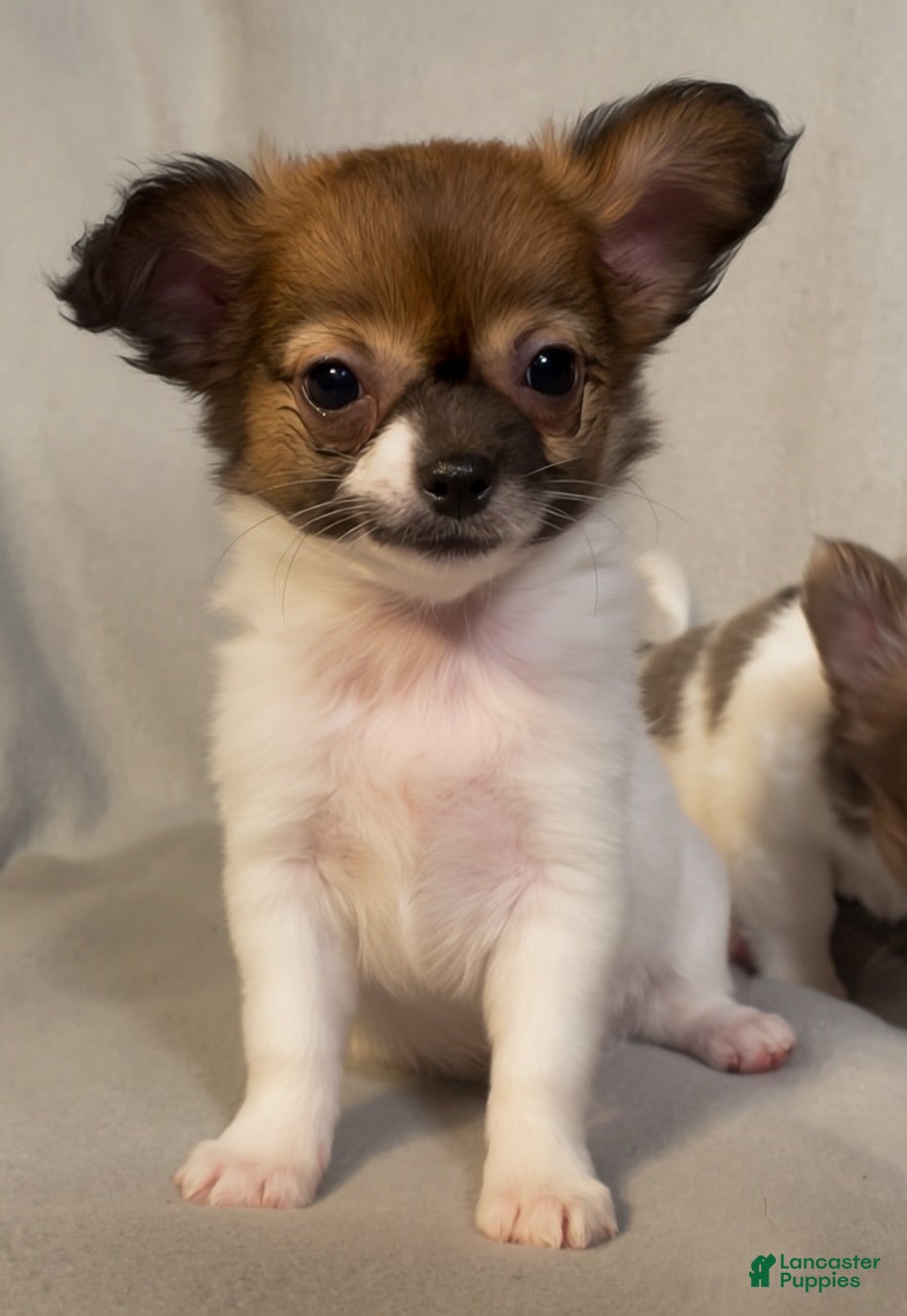 Chihuahua dogs Lil Dottie - Ad 2