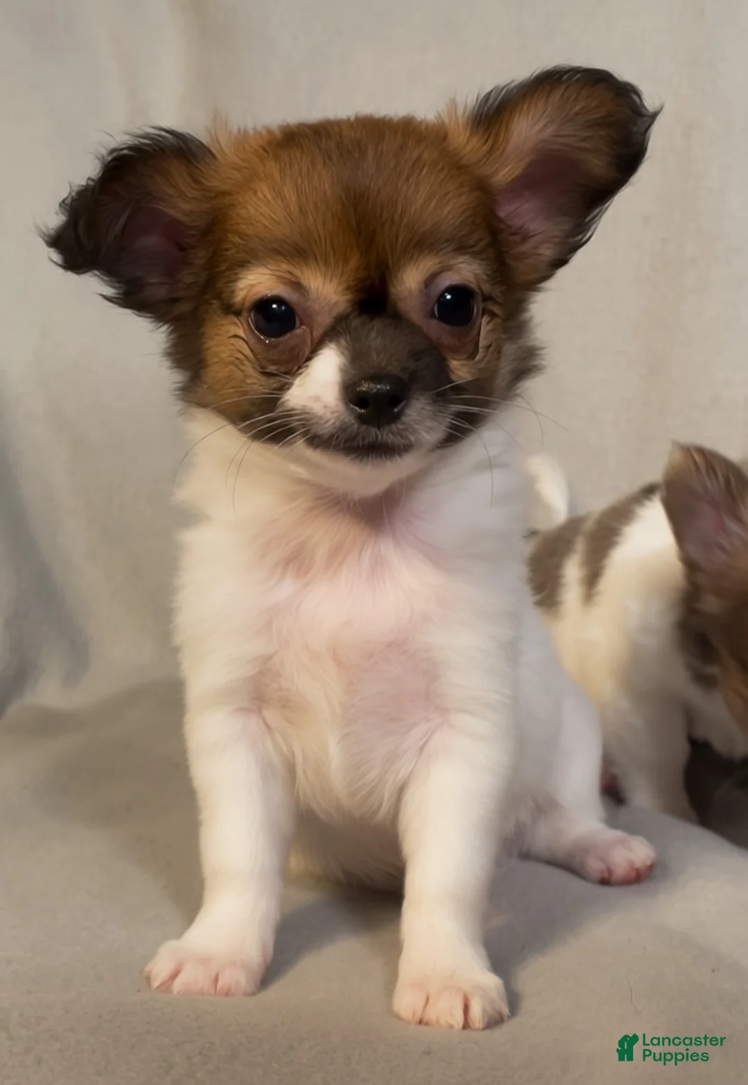 Chihuahua dogs for sale: Lil Dottie - Ad 2