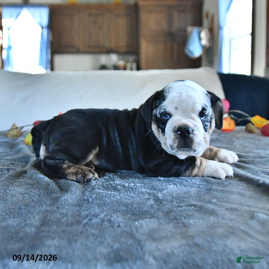 Beabull dogs Velvet - Ad 2