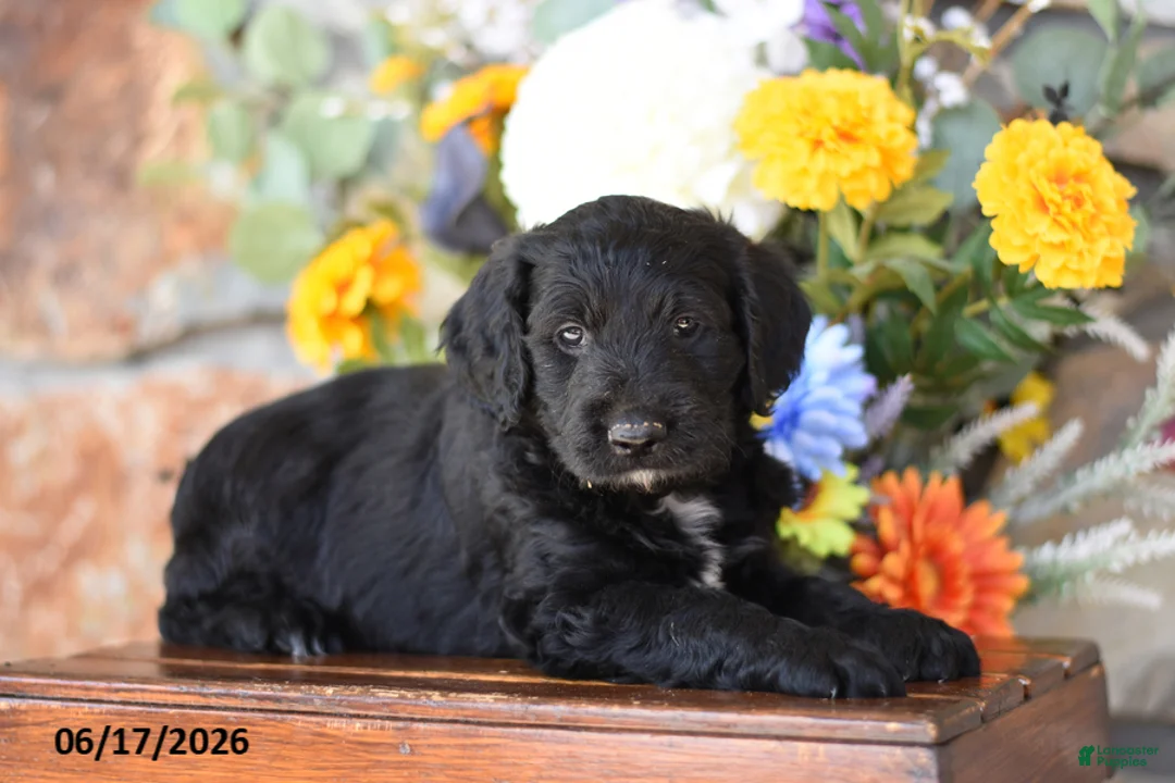 Mini Goldendoodle dogs for sale: Waylon - Ad 2