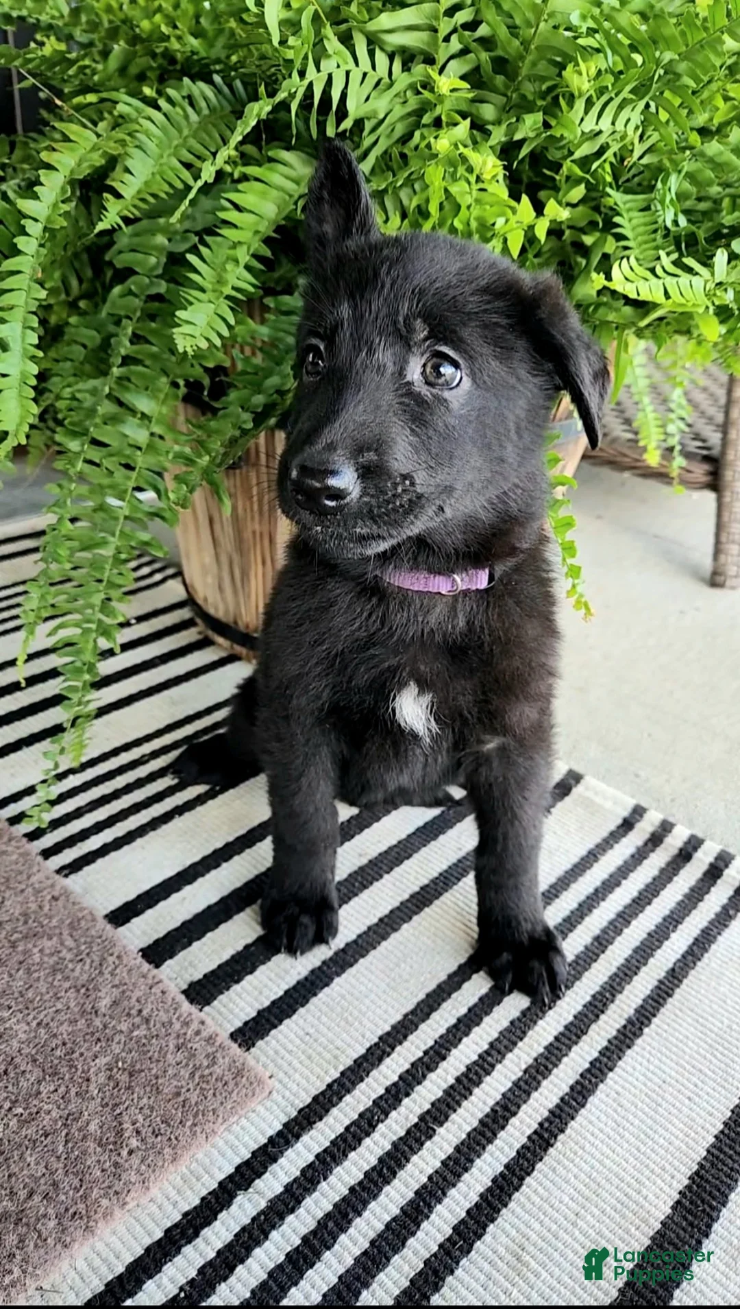 German Shepherd dogs for sale: Willow - Ad 2