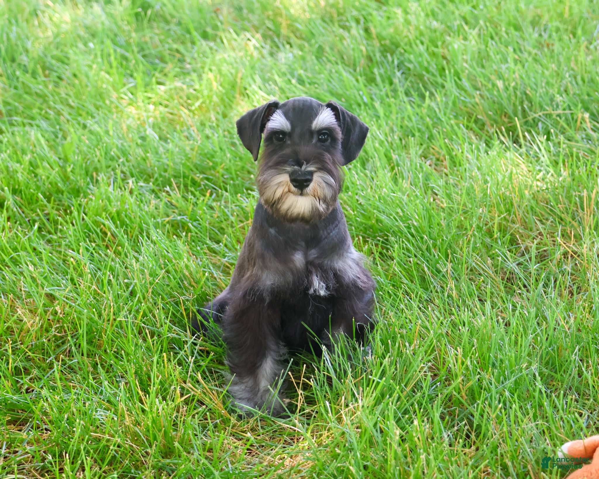 Miniature Schnauzer dogs Louie  - Ad 40