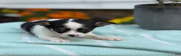 Chihuahua dogs for sale: Tiny - Ad 5
