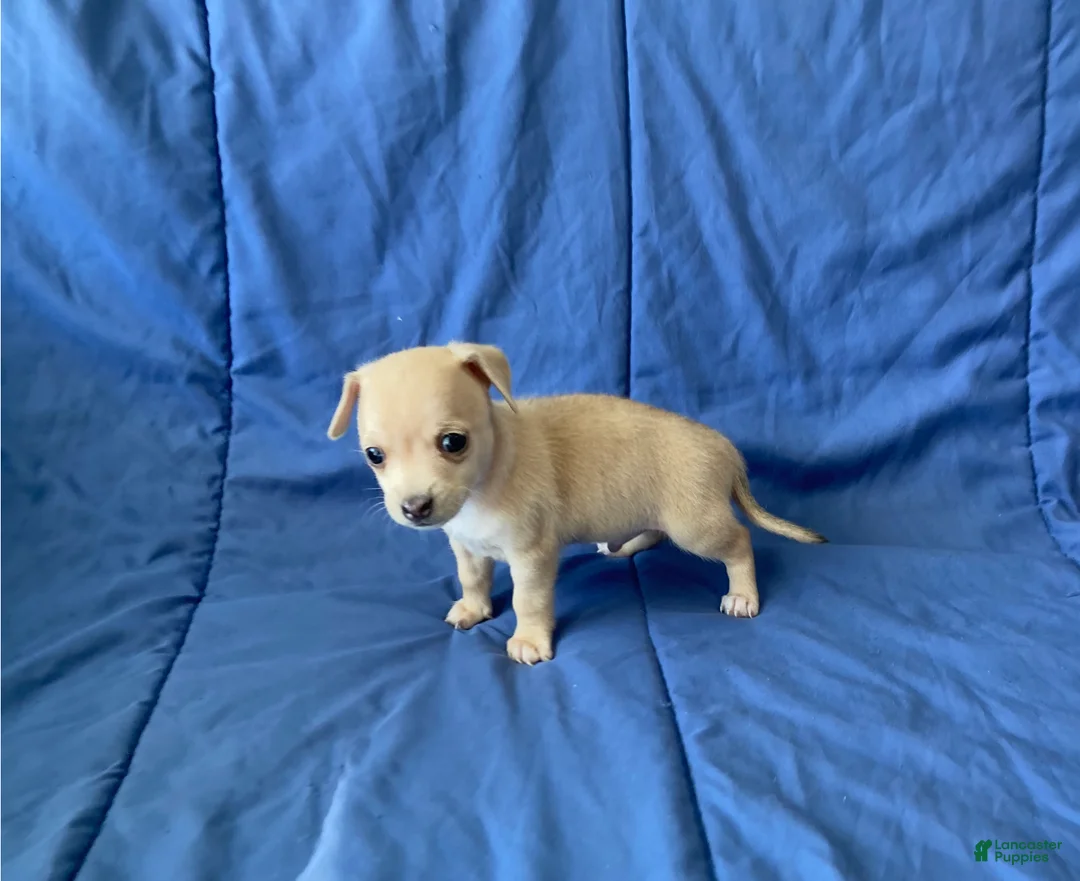Chihuahua dogs for sale: Remy - Ad 6
