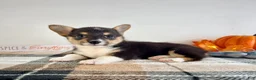 Welsh Corgi Pembroke dogs for sale: CKC May - Ad 2