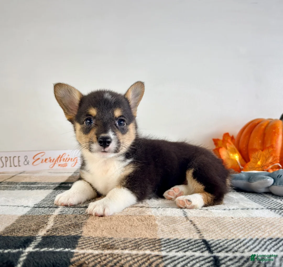 Welsh Corgi Pembroke dogs for sale: CKC May - Ad 2