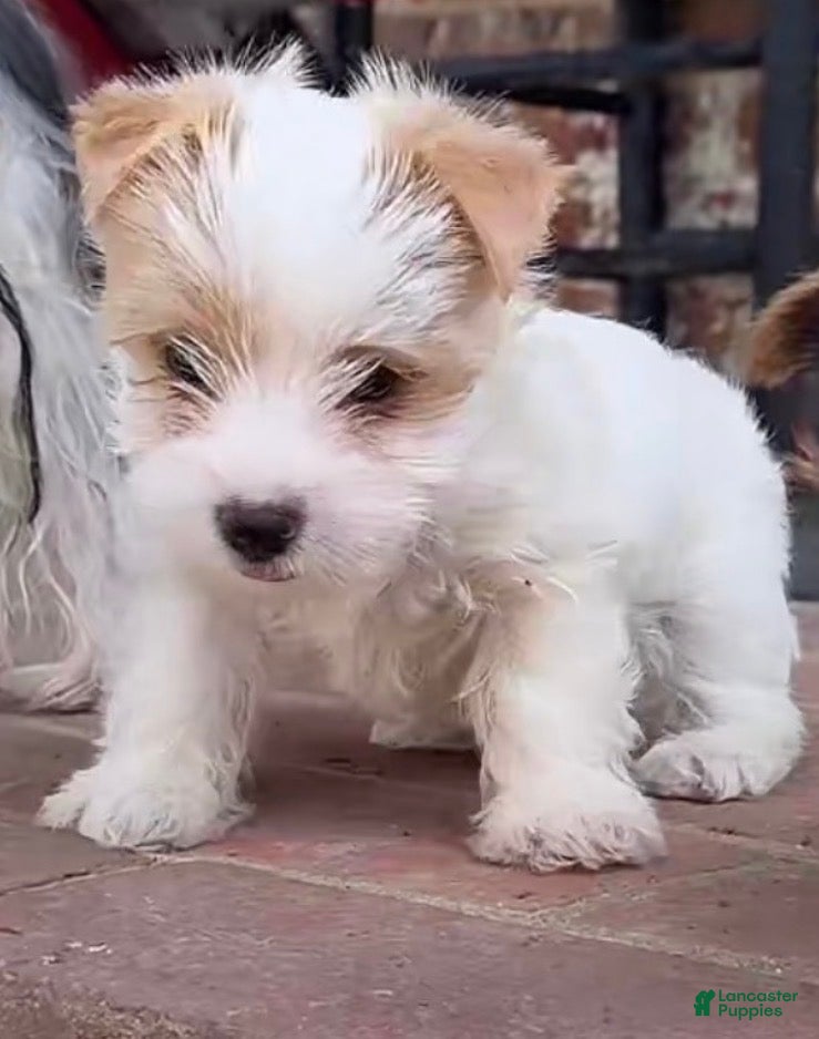 Yorkshire Terrier dogs for sale: Rare AKC Blonde Gold Dust Parti Yorkie - Ad 1