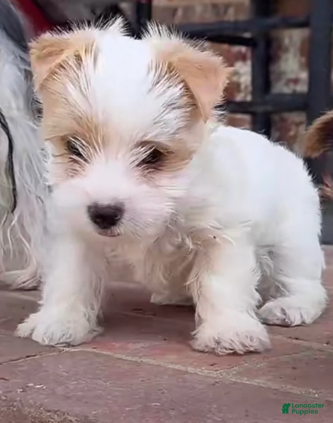 Yorkshire Terrier dogs for sale: Rare AKC Blonde Gold Dust Parti Yorkie - Ad 1