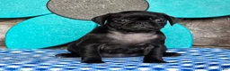 Pug dogs for sale: Basil - Ad 3