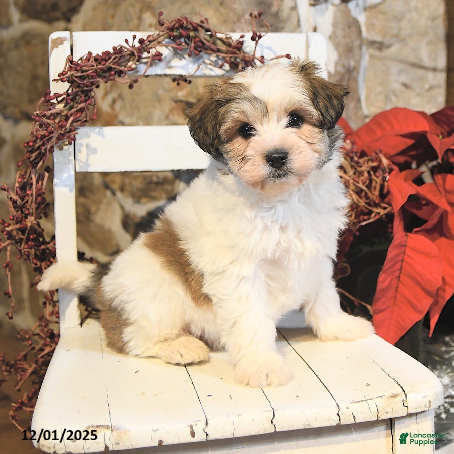 Havanese dogs Cash - Ad 33