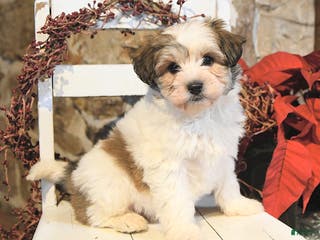 Havanese dogs Cash - Ad 6