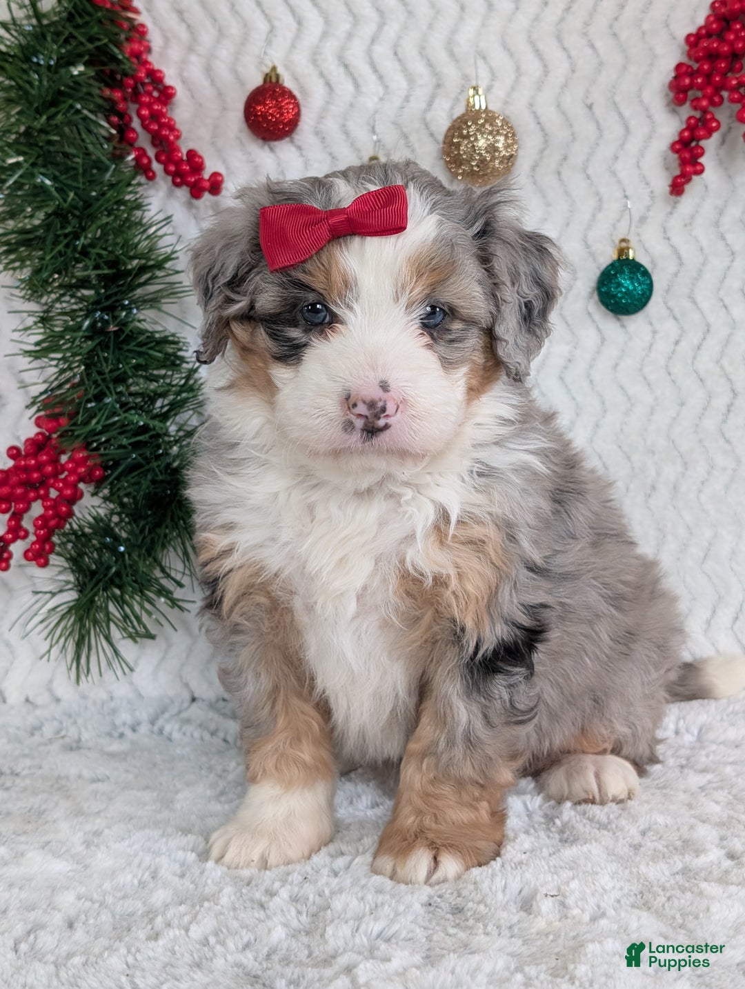 Mini Bernedoodle dogs for sale: Mini Pippa  - Ad 4