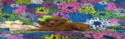 Miniature Poodle dogs for sale: Tarynn - Ad 4