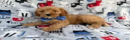 Cavapoo dogs for sale: Conner - Ad 9