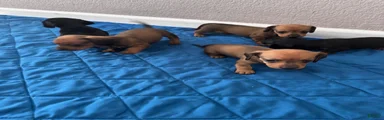 Dachshund 2
